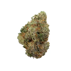 Albatross – Gucci Pink