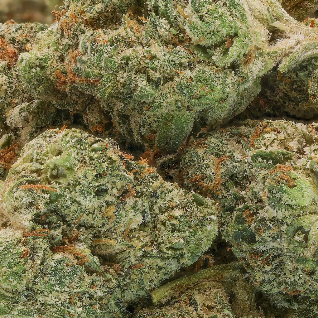 Lucky-Farms-Rockstar-02