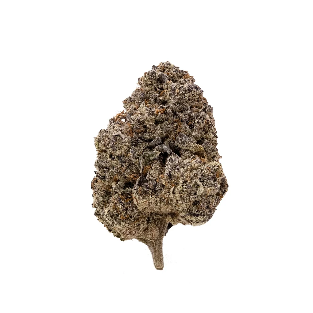 Slurricane-Hoot-04