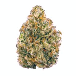 ak47-strain-pure-high-dispensary